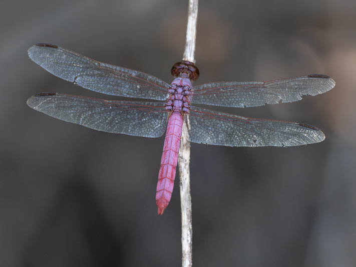 Orthemis ferruginea (Roseate Skimmer)-2.jpg